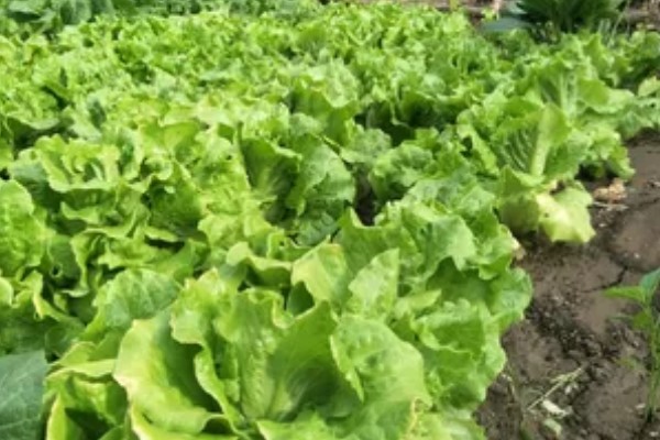 河南省的主要农作物，含水稻、小麦、玉米等