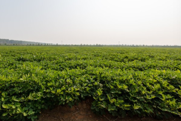 河南省的主要农作物，含水稻、小麦、玉米等