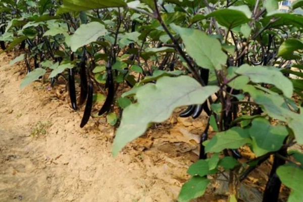 河南省的主要农作物，含水稻、小麦、玉米等