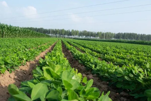 河南省的主要农作物，含水稻、小麦、玉米等