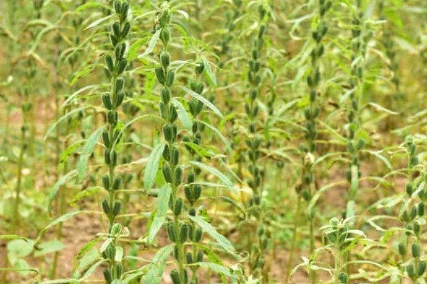 河南省的主要农作物，含水稻、小麦、玉米等