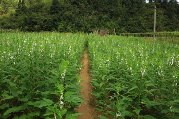 河南省的主要农作物，含水稻、小麦、玉米等