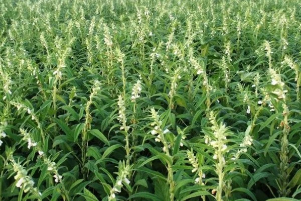 河南省的主要农作物，含水稻、小麦、玉米等