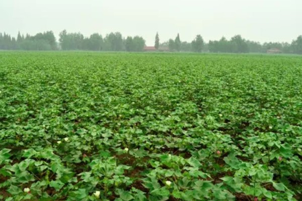 河南省的主要农作物，含水稻、小麦、玉米等