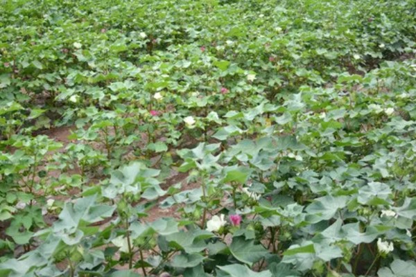 河南省的主要农作物，含水稻、小麦、玉米等