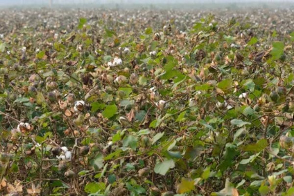 河南省的主要农作物，含水稻、小麦、玉米等