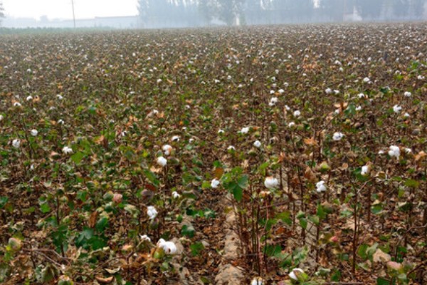 河南省的主要农作物，含水稻、小麦、玉米等