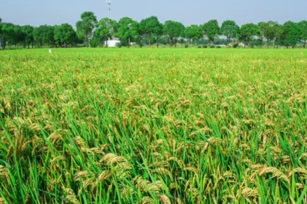 河南省的主要农作物，含水稻、小麦、玉米等