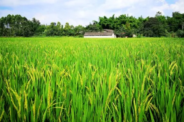 河南省的主要农作物，含水稻、小麦、玉米等