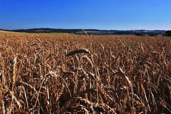 河南省的主要农作物，含水稻、小麦、玉米等