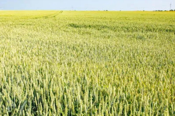 河南省的主要农作物，含水稻、小麦、玉米等