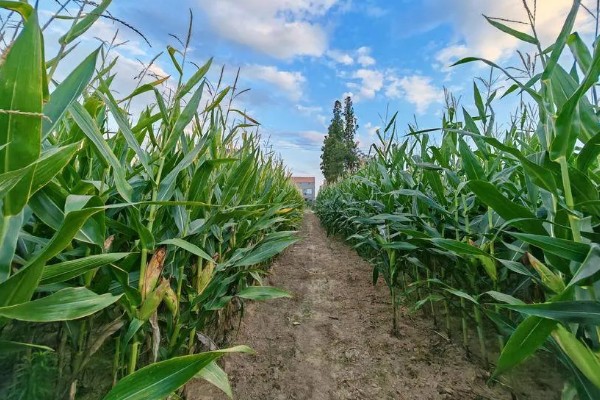 河南省的主要农作物，含水稻、小麦、玉米等