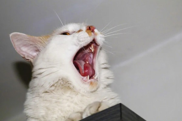 猫咪咽炎流口水的症状,初期症状为进食缓慢