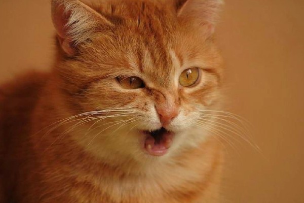 猫咪咽炎流口水的症状,初期症状为进食缓慢