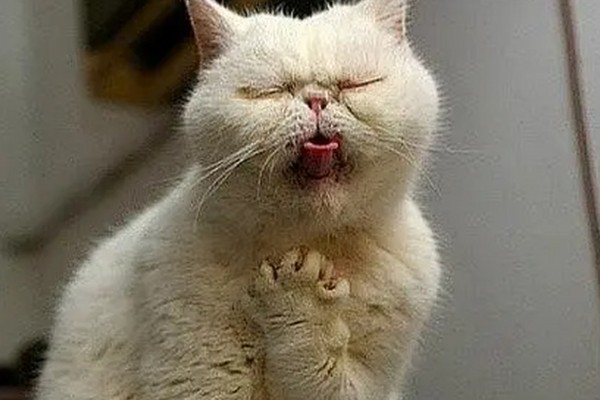 猫咪咽炎流口水的症状,初期症状为进食缓慢