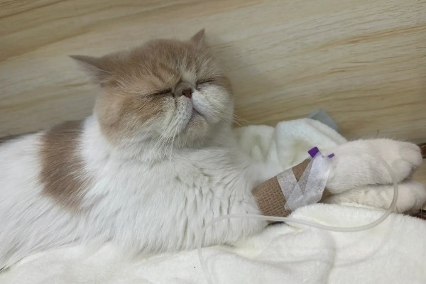 猫咪咽炎流口水的症状,初期症状为进食缓慢