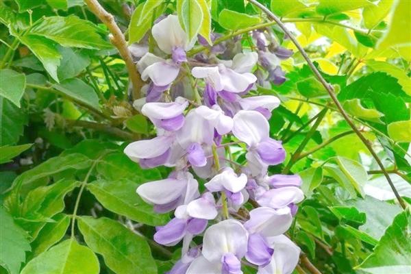 喜碱的花卉有哪些,常见仙人掌、紫藤等品种