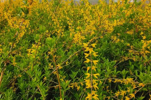 喜碱的花卉有哪些,常见仙人掌、紫藤等品种