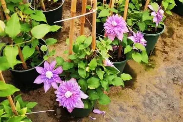 喜碱的花卉有哪些,常见仙人掌、紫藤等品种