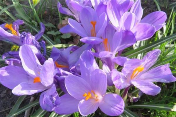 喜碱的花卉有哪些,常见仙人掌、紫藤等品种