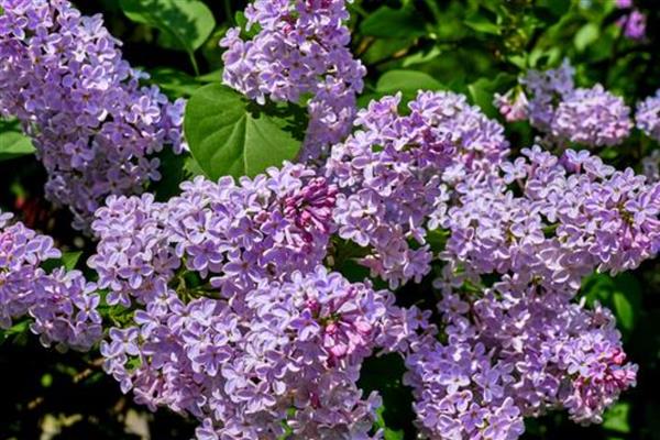 喜碱的花卉有哪些,常见仙人掌、紫藤等品种