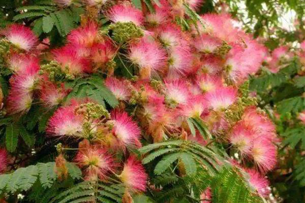 喜碱的花卉有哪些,常见仙人掌、紫藤等品种