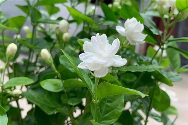 喜碱的花卉有哪些,常见仙人掌、紫藤等品种