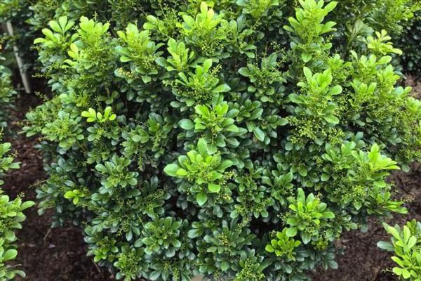 喜碱的花卉有哪些,常见仙人掌、紫藤等品种