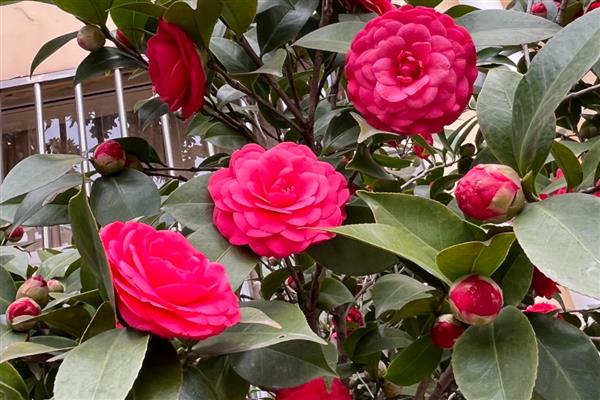 喜碱的花卉有哪些,常见仙人掌、紫藤等品种