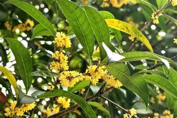 喜碱的花卉有哪些,常见仙人掌、紫藤等品种