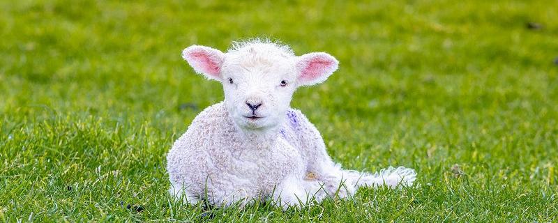 新生羔羊为何喘气打呼噜总是趴着，可能是天气过冷所致