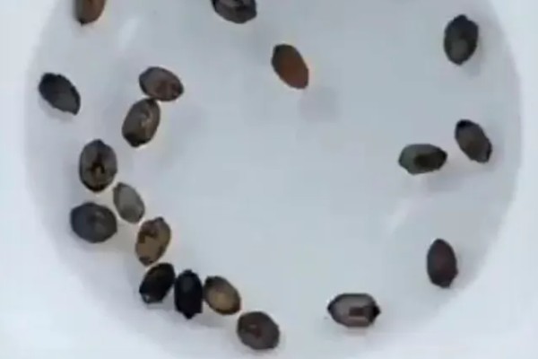 苦瓜的种植技术，开花结果期需水量较多