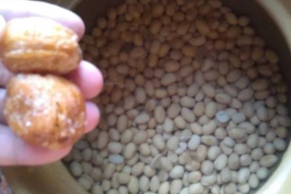 苦瓜的种植技术，开花结果期需水量较多