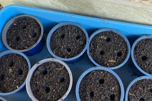 苦瓜的种植技术，开花结果期需水量较多