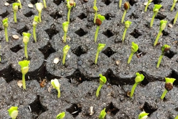 苦瓜的种植技术，开花结果期需水量较多