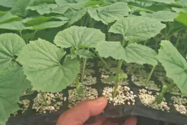 苦瓜的种植技术，开花结果期需水量较多