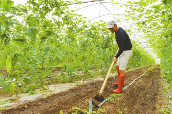 苦瓜的种植技术，开花结果期需水量较多
