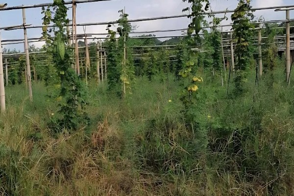 苦瓜的种植技术，开花结果期需水量较多