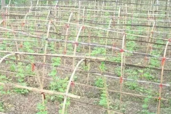 苦瓜的种植技术，开花结果期需水量较多