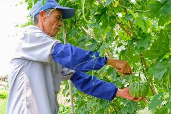 苦瓜的种植技术，开花结果期需水量较多