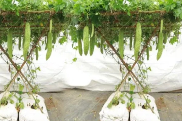 苦瓜的种植技术，开花结果期需水量较多