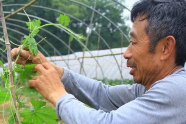 苦瓜的种植技术，开花结果期需水量较多