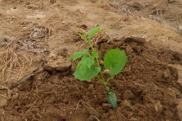 苦瓜的种植技术，开花结果期需水量较多