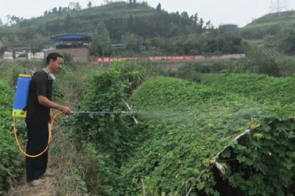 苦瓜的种植技术，开花结果期需水量较多