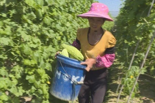 苦瓜的种植技术，开花结果期需水量较多