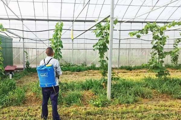 苦瓜的种植技术，开花结果期需水量较多