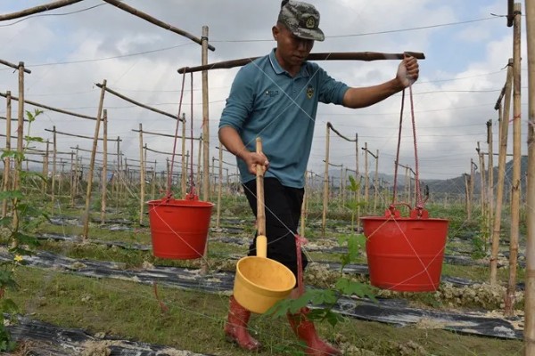 苦瓜的种植技术，开花结果期需水量较多