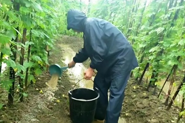 苦瓜的种植技术，开花结果期需水量较多