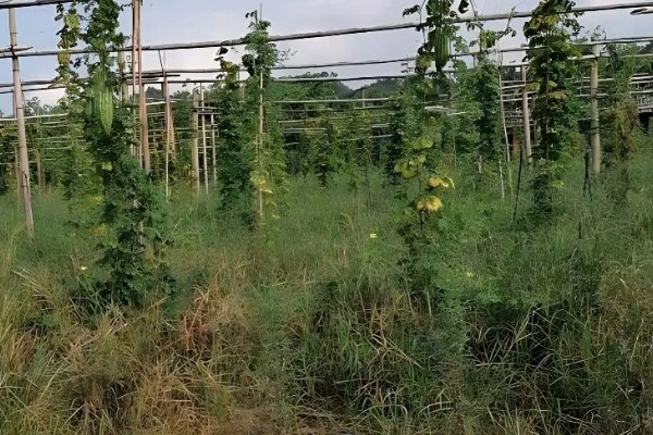 苦瓜的种植技术，开花结果期需水量较多
