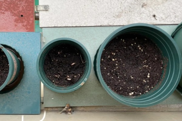 红豆杉怎么播种，用高锰酸钾溶液浸种消毒后再撒播